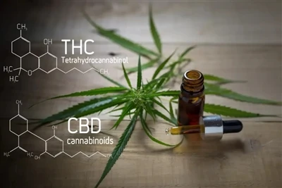 Trosolwg Diwydiant Vape CBD & THC: Canllaw Cyflawn Diweddaraf