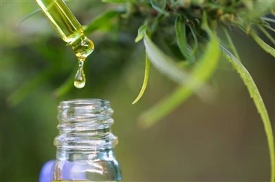 CBD vs THC: popeth y mae angen i chi ei wybod